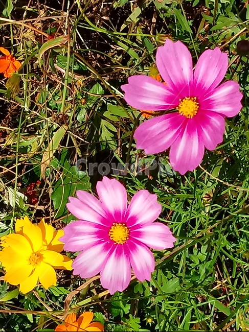 코스모스,꽃,가을꽃,commoncosmos,추영,길국화,식물,plant,식물,자연,plants,nature,꽃,flower