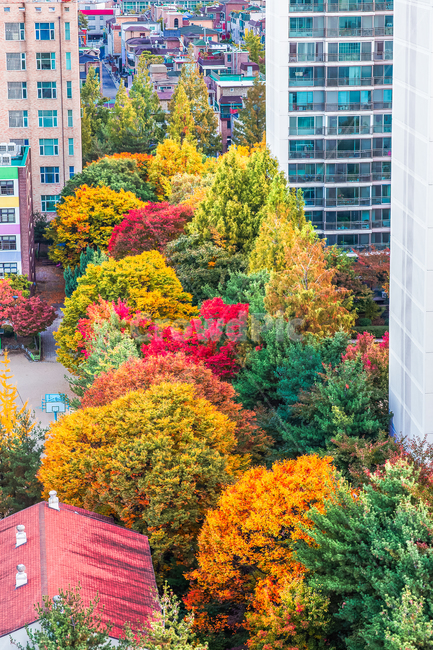 풍경,가을,늦가을,tree,나무,plant,식물,가을빛,단풍색,공원,가을단풍,단풍,울긋불긋,경치,가을색,초가을,단풍시즌,하이앵글,계절,녹색,그린,노랑,노랑색,노란색,outdoor,옥외,빌딩,building,건축,지붕,아파트,농구장,운동장,주택,집,상가,건물,house,베란다,appartment,가을,계절,fall,autumn,season,도시,풍경,city,landscape