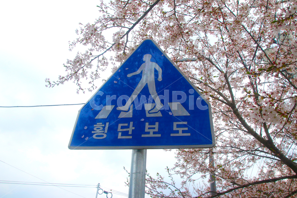 표지판,횡단보도,건널목,찻길,교통,신호,봄,벚꽃,하늘,파란색