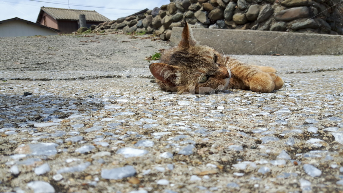 고양이,고양이섬,일본고양이,후쿠오카,아이노시마