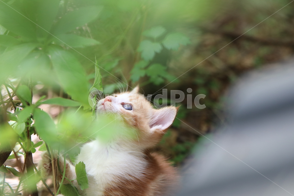 고양이,아기고양이,반려동물,애완동물,pet,cat,식물,자연,plants,nature,동물,animal,포유류,mammal,고양이,cat,kitten,kitty