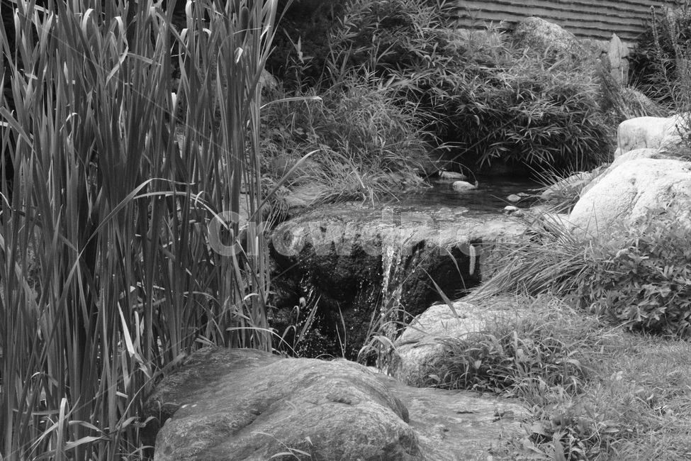돌,작은폭포,물줄기,흑백,고요함,자연,풍경,nature,landscape,흑백,모노톤,monochrome,black and white