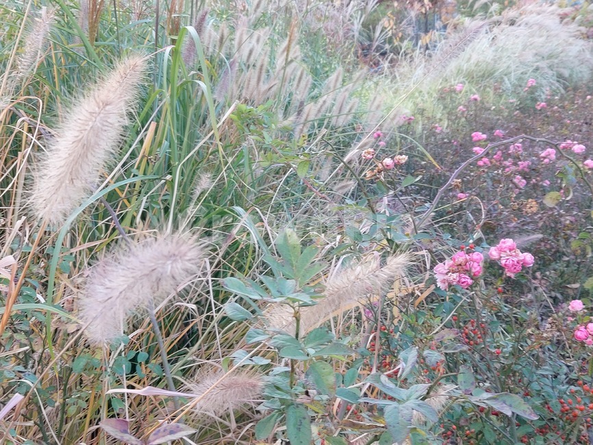 가을,옥외,자연,autumn,outdoors,plant,nature,장미,식물,들꽃,들풀