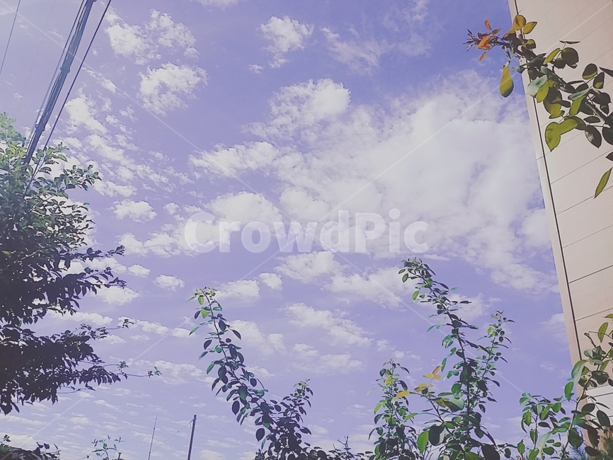 나무,구름,자연,하늘,소풍,cloud,sky,blue