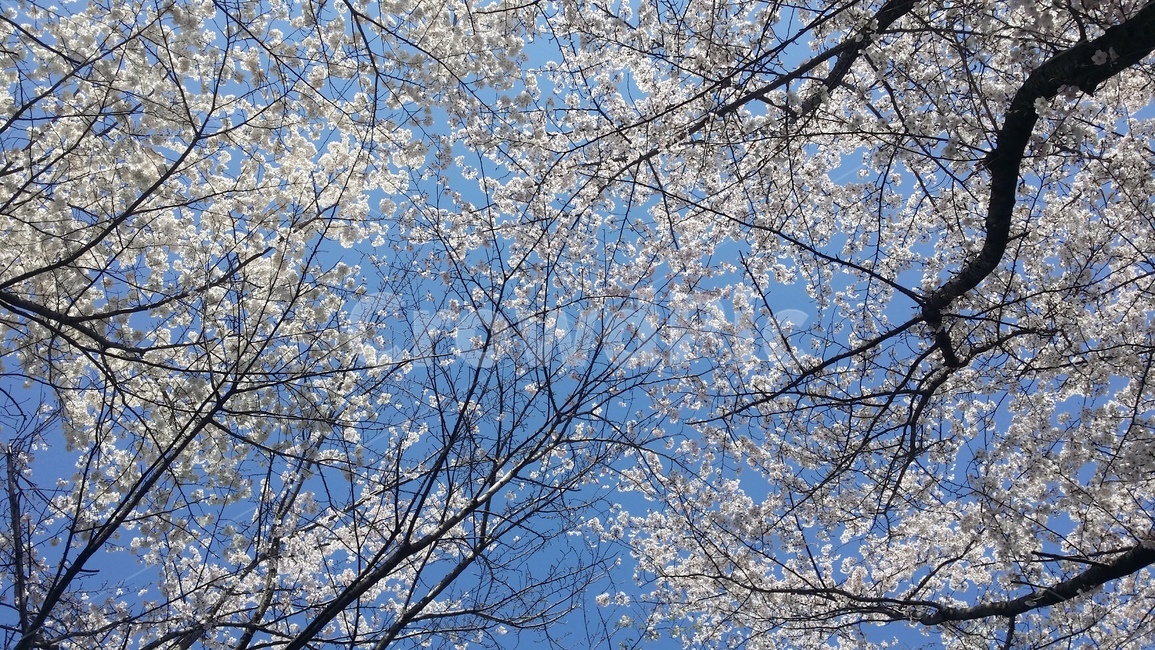 벚꽃,봄,맑은하늘,여유,나무