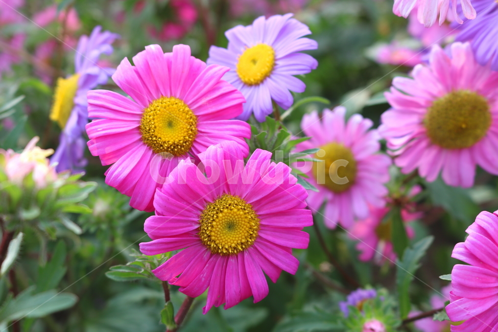 꽃,과꽃,국화과,식물,자연,취국,벽남국,추모란,식물,자연,plants,nature,꽃,flower