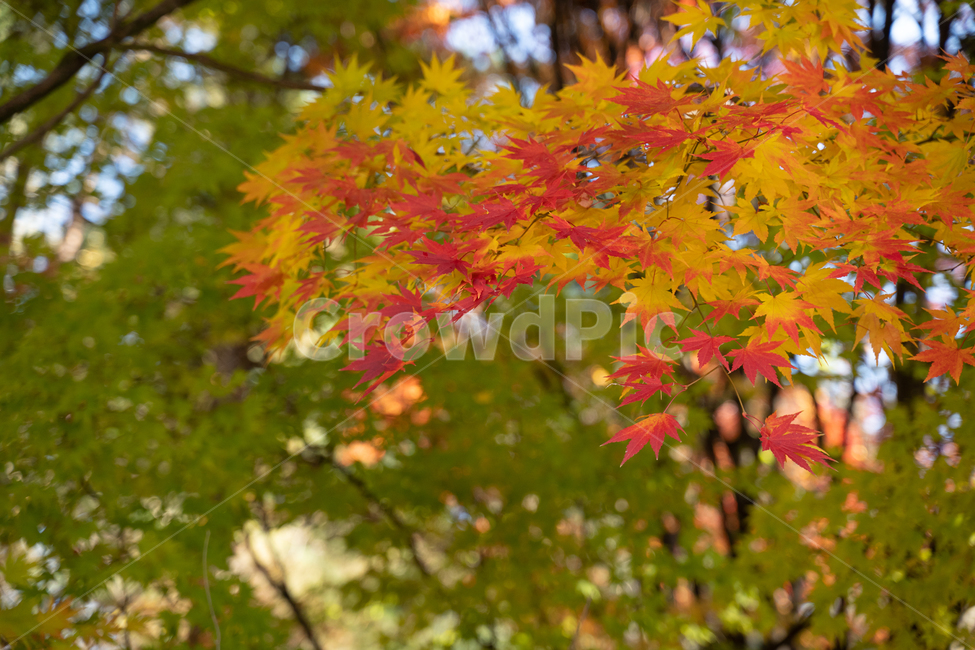 leaf,잎,plant,식물,tree,나무,단풍,가을,등산,fall