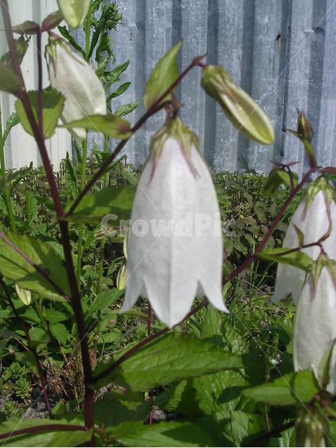 꽃,종꽃,초롱꽃,bellflower,canterburybell,식물,자연,plants,nature,꽃,flower