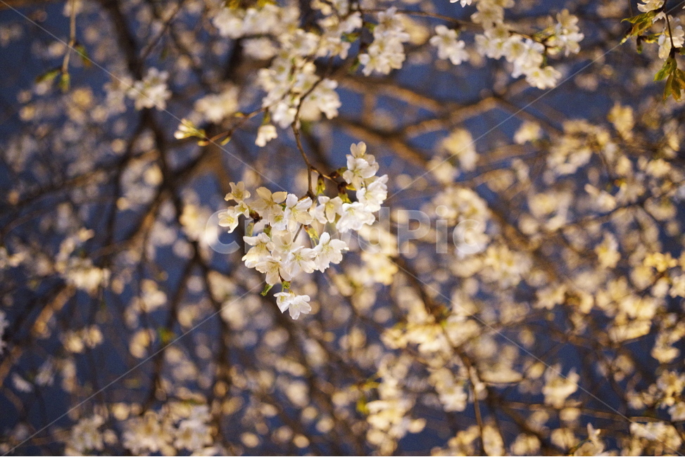 봄,벚꽃,야경,봄꽃,자연,밤,배경화면,바탕화면,계절,꽃잎,nature,beauty,beautiful,cherryblossom,spring,season,springflower,petal,sakura,night,bulb,light,background,가로등,flower,봄,계절,spring,season,야경,밤,풍경,nightscape,night,landscape,식물,자연,plants,nature,꽃,flower,plant,blossom