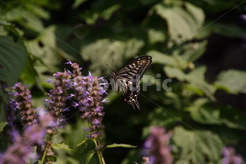 나비,꿀,꽃,접사,호랑나비,식물,자연,plants,nature,꽃,flower,동물,animal,곤충,벌레,insect,bug