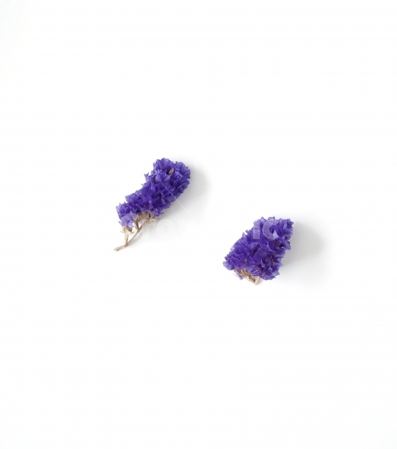 드라이플라워,말린꽃,소품,데코,prop,object,dryflower,decoration,naturalprops,whitebackground,꽃,flower,연출,컨셉,콘셉,direction,concept,누끼,remove background