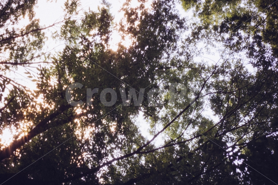 하늘,나무,노을,숲,green,sky,sunset,50mm,35mm,film,canon,6d,감성,감성사진,자연,풍경,nature,landscape,휴식,힐링,rest,relaxation,healing,light,빛,flare,플레어,plant,식물,tree