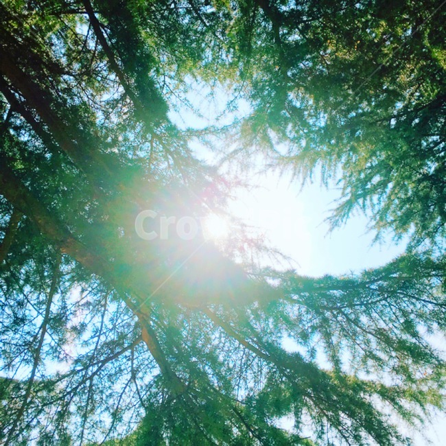 light,빛,플레어,sunlight,햇빛,햇살,나무,tree