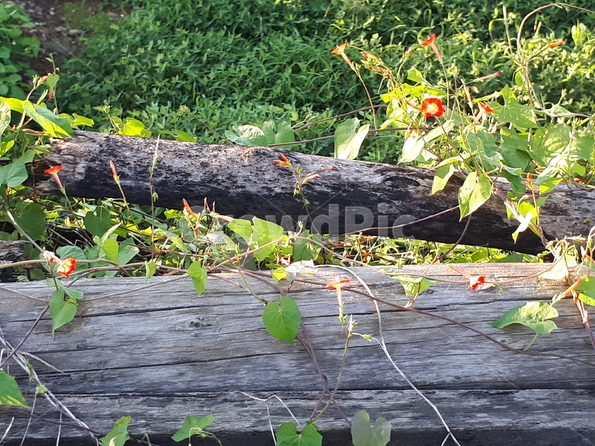 덩굴식물,꽃,통나무,creeper,flower,log,plants,nature,식물,자연,plants,nature