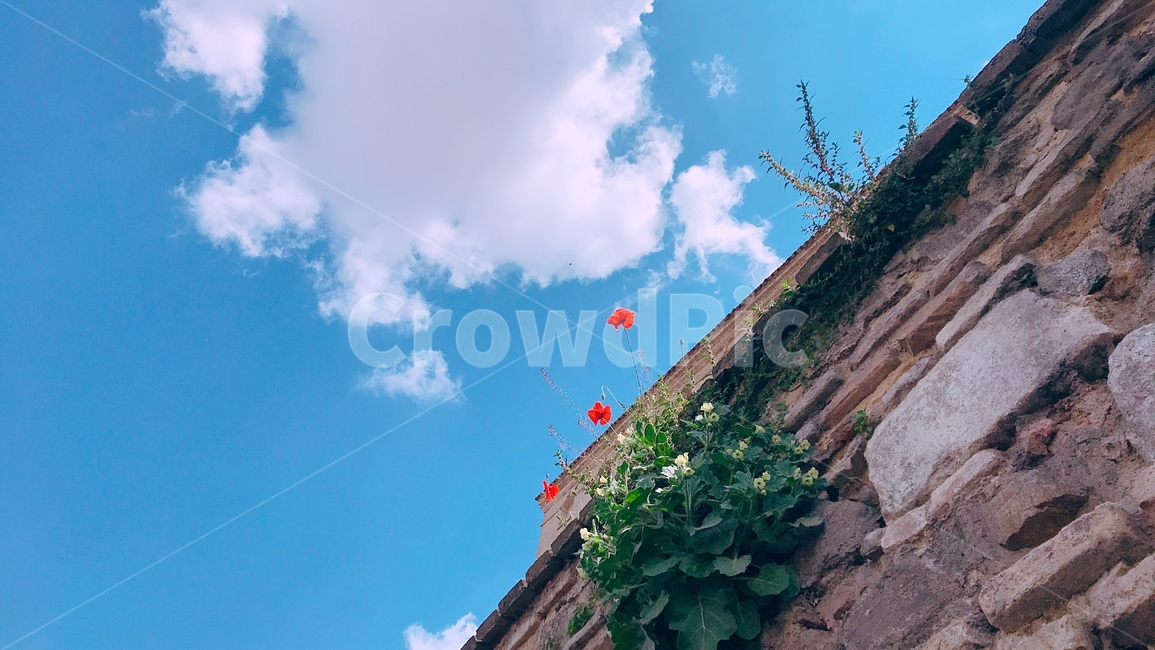 구름,돌담,꽃,돌담꽃,하늘,돌담벽,sky,cloud,flower,wallflower,redflower,건축물,건물외관,exterior,building,structure,architecture,construction
