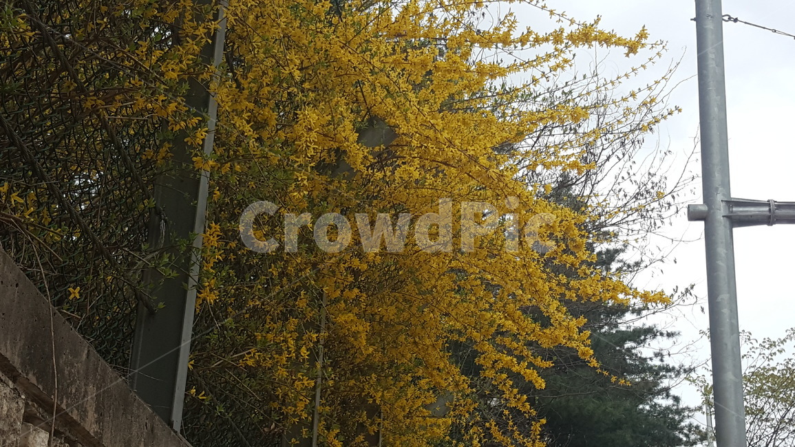 개나리,봄,봄꽃,식물,노란색