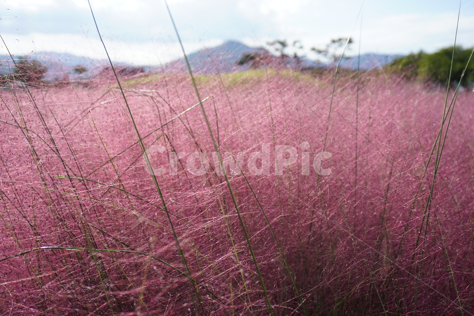 핑크뮬리,분홍꽃,핑크뮬리그라스,뮬리,꽃,pink,flower,식물,plant,가을,계절,fall,autumn,season,식물,자연,plants,nature,grass,잔디,ground,바닥