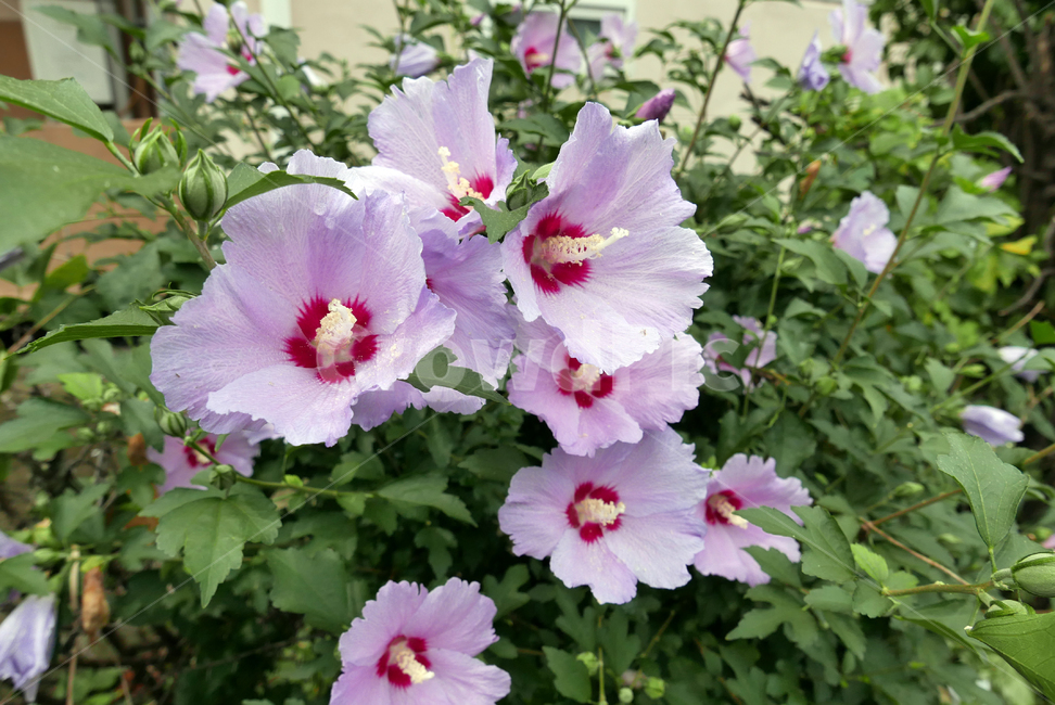 무궁화,우리나라꽃,plant,식물,꽃,flower,식물,자연,plants,nature,꽃,flower