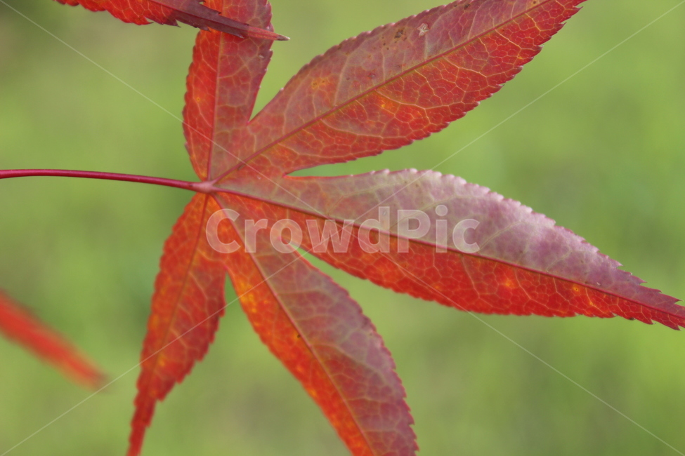 plant,식물,leaf,잎,단풍,가을,계절,fall,autumn,season