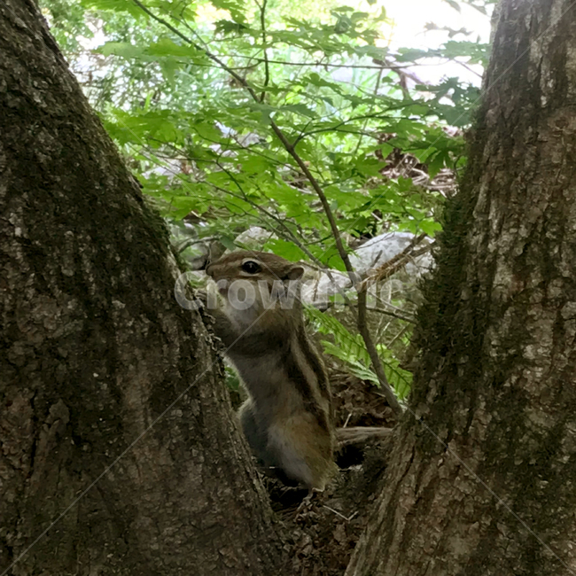 다람쥐,오대산,나무,산,squirrel