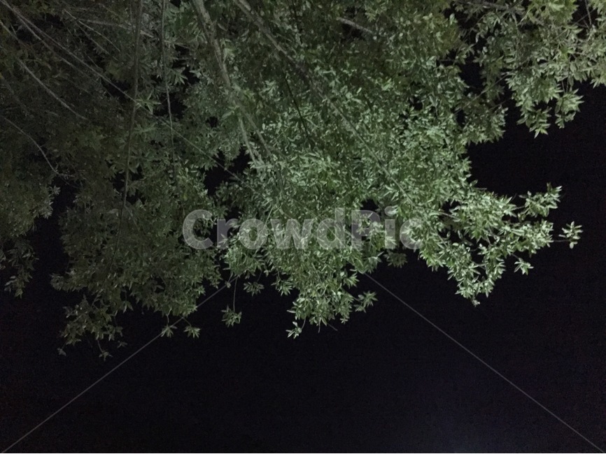 풍경,하늘,밤,나무,tree,야경,밤,풍경,nightscape,night,landscape,식물,자연,plants,nature,나무,trees,wood,plant