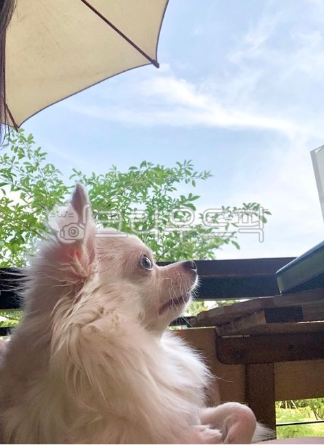 강아지,반려견,반려동물,애견,치와와,하얀강아지,화이트치와와,puppy,dog,동물,animal,포유류,mammal,개,강아지,dog,doggy