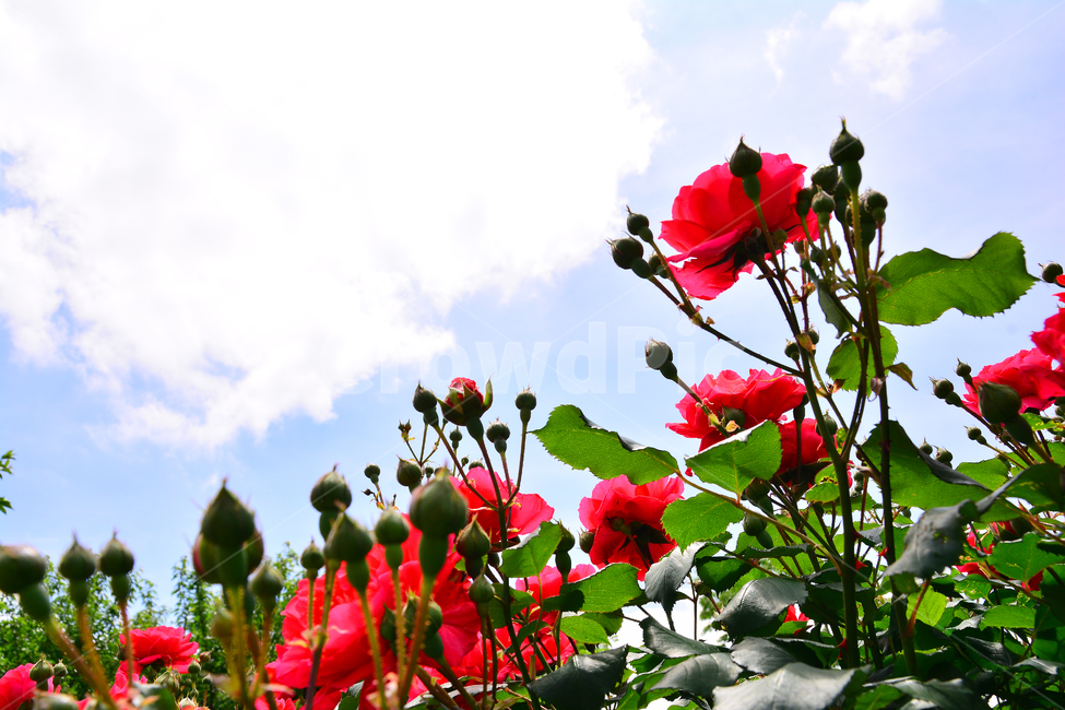 장미,장미꽃,로즈,꽃,아름다움,예쁜,우아한,향기,플라워,감성,꽃송이,꽃잎,rose,flowers,5월,계절의여왕,가시,가든,정원,앞뜰,장미원,장미축제,beautiful,plant,garden,꽃밭,빛망울,맑음,구름,하늘,식물,자연,plants,nature,꽃,flower
