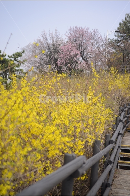 자연,nature,봄,꽃,봄꽃,개나리,노란색,근접촬영,봄,계절,spring,season,자연,풍경,nature,landscape,식물,plants,꽃,flower,handrail,난간,banister