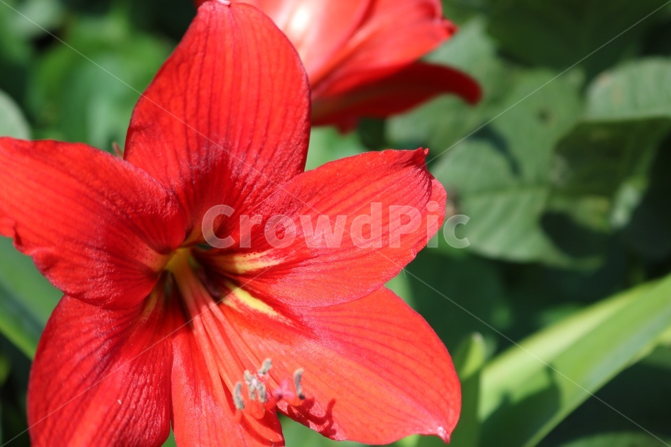 꽃,식물,자연,빨강,초록,햇빛,그림자,flower,hana,plants,shokubutsu,nature,red,aka,green,midori,sunlight,hizashi,shadow,kage,식물,자연,plants,nature,꽃,flower