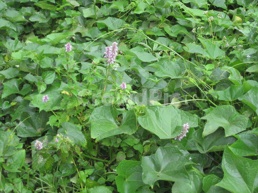 동남아,방아잎,방아,plant,식물,허브,herb,야채,채소,vegitable