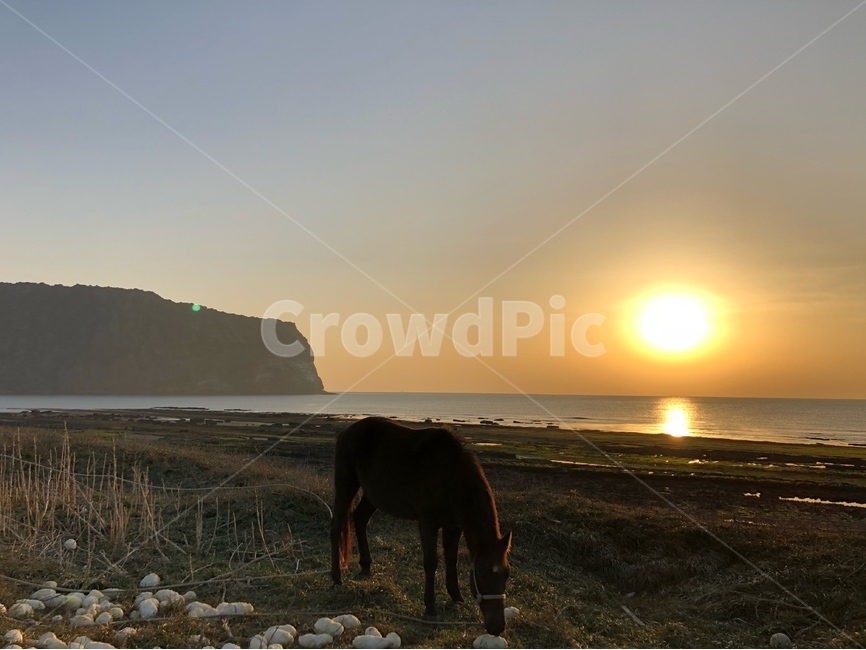 제주도,sunrise,일출,말,horse,sea,자연,풍경,nature,landscape,동물,animal,포유류,mammal