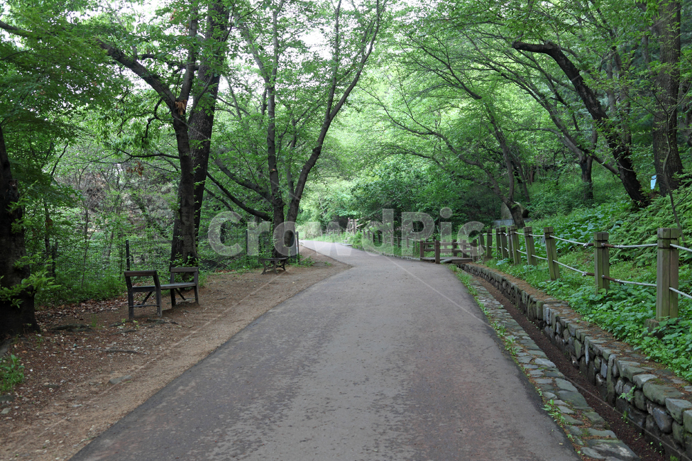 길,산책,산책로,산책길,녹음,자연,숲,산,풍경,의자,밴치,벤치,아스팔트,도로,나무,수풀,녹색,그린,자연,풍경,nature,landscape