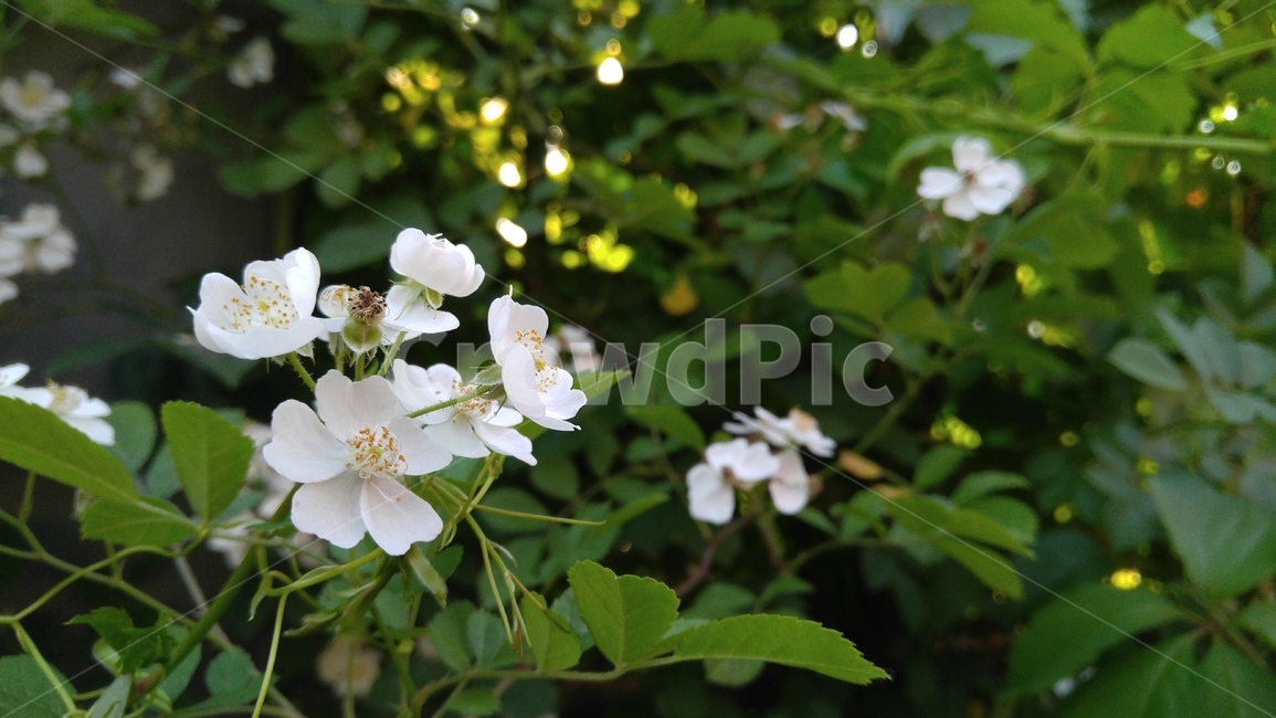 찔레꽃,하얀꽃,흰색,녹색,배경,감성,계절,야외,percussion,whiteflower,white,green,background,emotional,outdoors