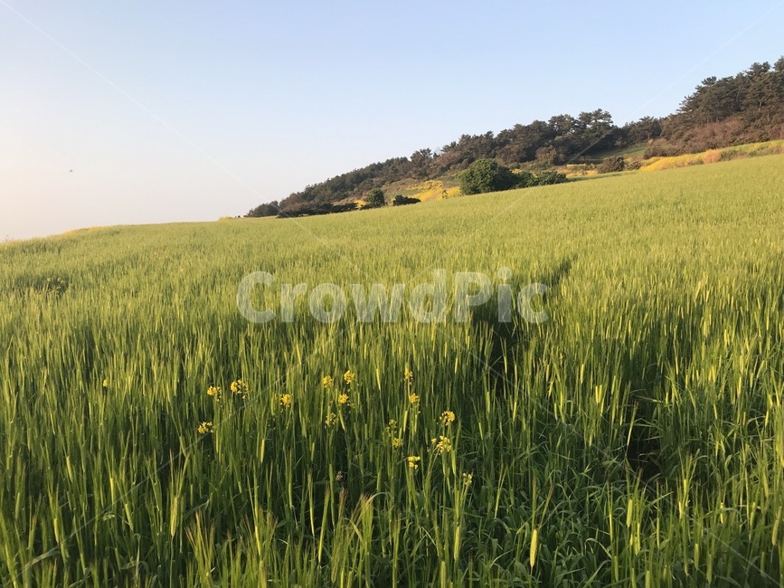 제주도,청보리밭,유채꽃,봄,자연,jeju,greenbarleyfield,rapeflower,green,sky,tree,nature,자연,풍경,nature,landscape,field,들,outdoors,옥외,grassland,목초지