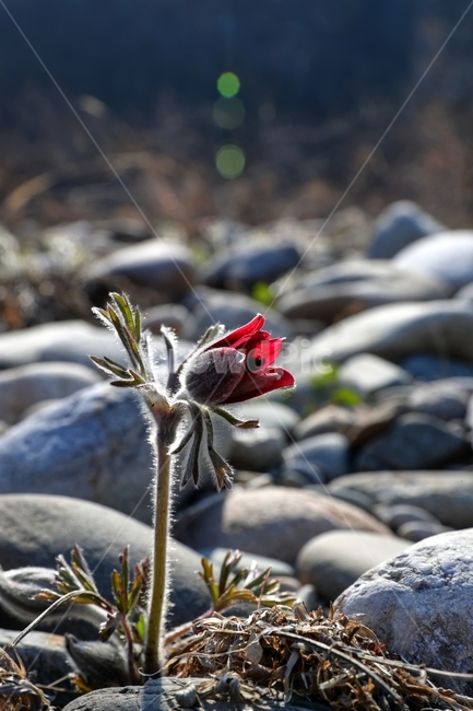 꽃,강,할미꽃,동강,봄,식물,자연,plants,nature,꽃,flower
