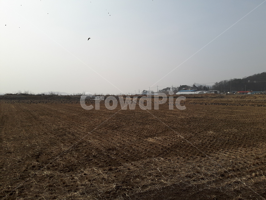 자연,풍경,철새,아름다움,생명,시골,마을,풍경,landscape,country,rural,town