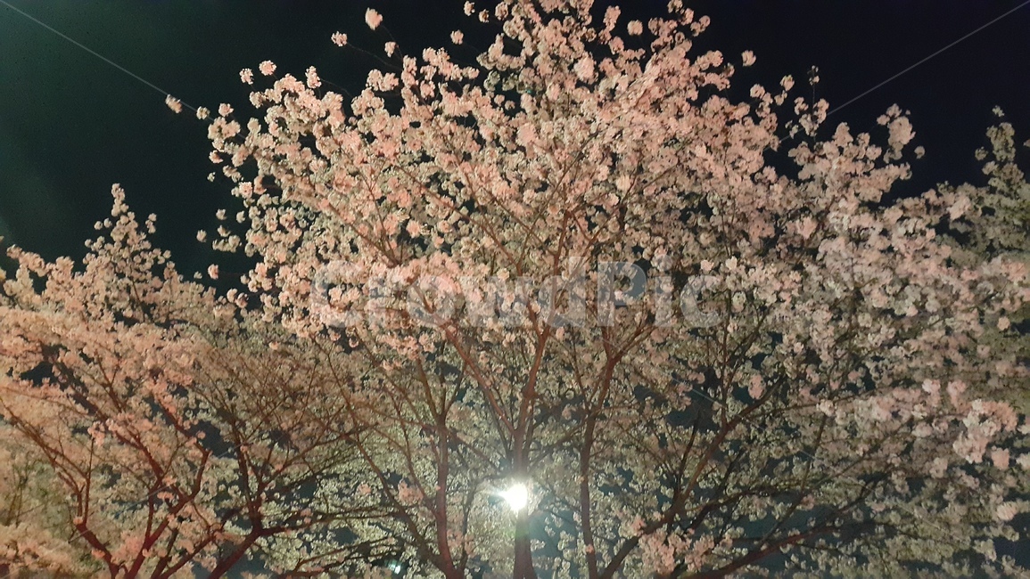 벚꽃,야경,봄,나무,꽃