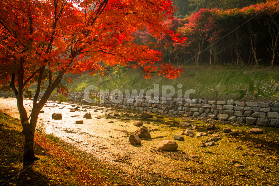 장성,백양사,내장산,단풍,가을,maple,가을,계절,fall,autumn,season,자연,풍경,nature,landscape,tree,나무,plant,식물,leaf,잎