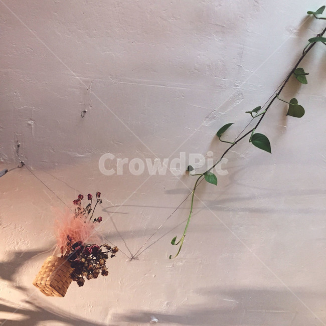 꽃,꽃집,배경화면,자연,감성,풍경,flower,식물,실내용화초,화분,화초,house plant