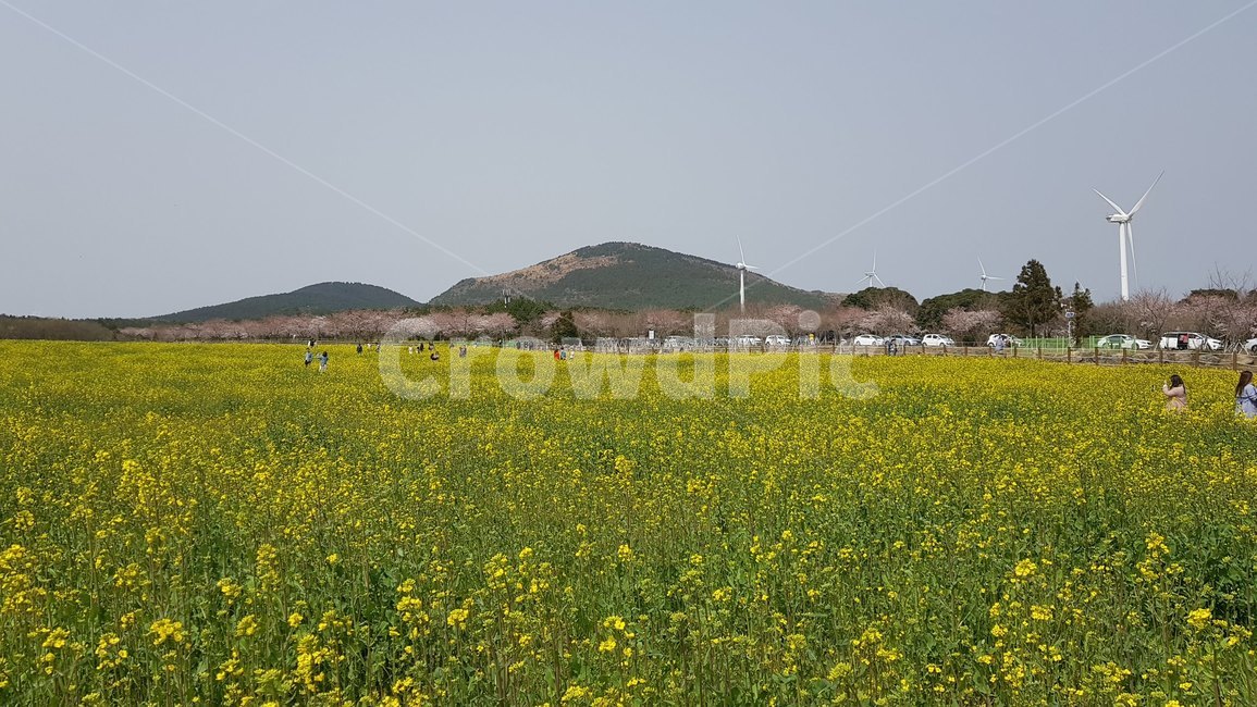 제주도,유채꽃,꽃밭,산,봄,봄,계절,spring,season,자연,풍경,nature,landscape,grassland,목초지,field,들,outdoors,옥외