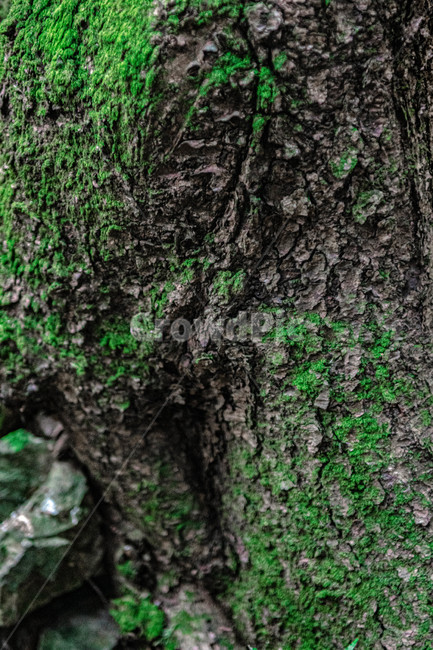 식물,tree,나무,이끼,자연,nature