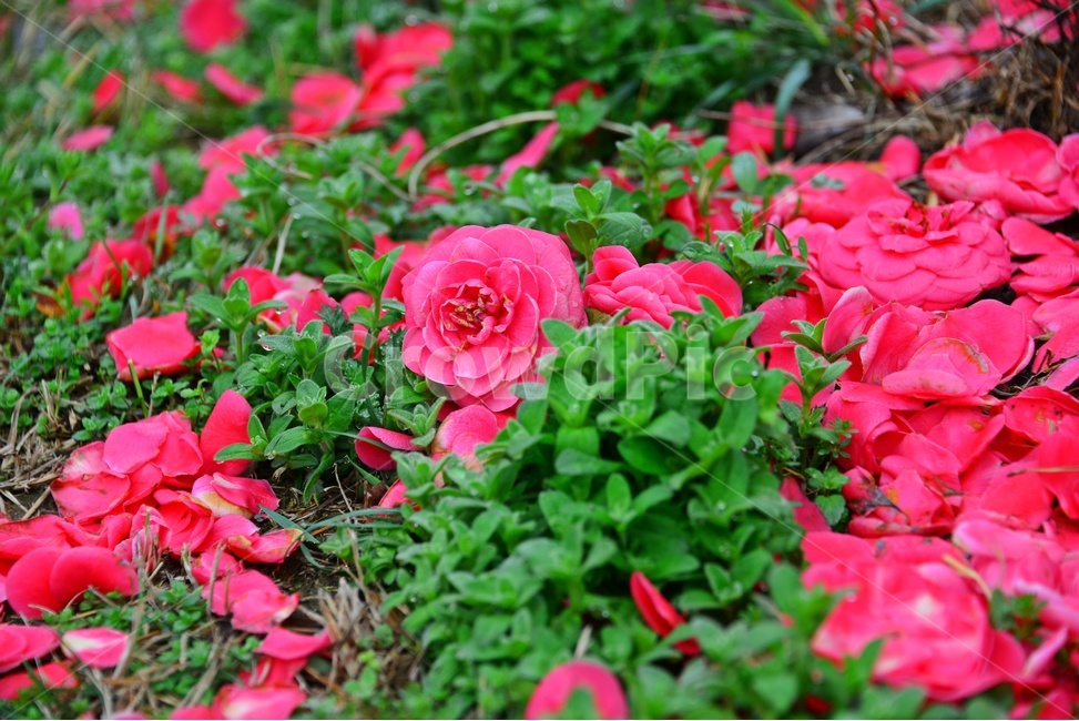 plant,식물,blossom,flower,꽃,rose,장미,낙엽,꽃잎,꽃봉우리,낙화
