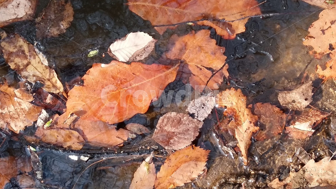 3월,봄,계곡,살얼음,꽃샘추위,겨울,계절,winter,season