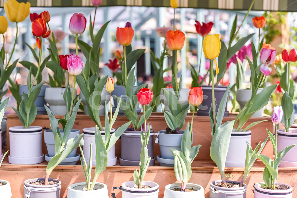 튤립,봄,화분,컬러풀,봄꽃,봄,계절,spring,season,식물,자연,plants,nature,꽃,flower,plant