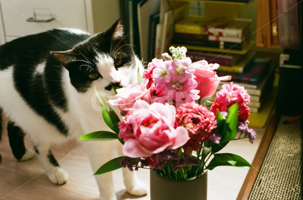 고양이,꽃,꽃다발,코숏,꽃병,화병,냄새,향기,동물,animal,포유류,mammal,고양이,cat,kitten,kitty