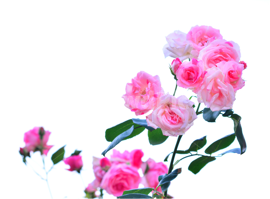 장미,장미꽃,로즈,꽃,아름다움,예쁜,플라워,데코레이션,꽃송이,꽃잎,feeling,rose,flowers,5월,계절의여왕,가시,가든,정원,앞뜰,장미원,장미축제,BEAUTIFUL,plant,garden,핑크색장미,분홍색장미,pink,누끼,식물,자연,plants,nature,꽃,flower,누끼,remove background