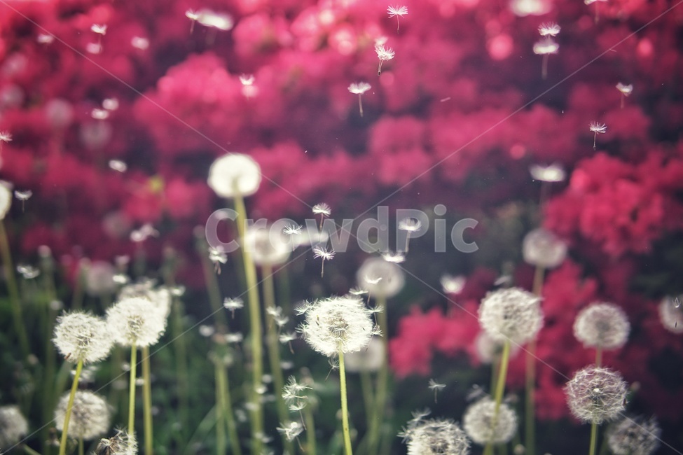자연,민들레,민들레씨,빨강,red,봄,꽃