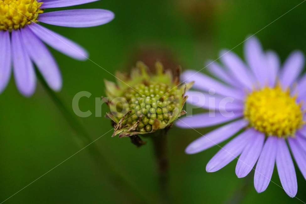 벌개미취,꽃,식물,자연,플라워,flower,nature,7월,여름,summer,꽃봉오리,animal,풍경,landscape,식물,자연,plants,nature,꽃,flower