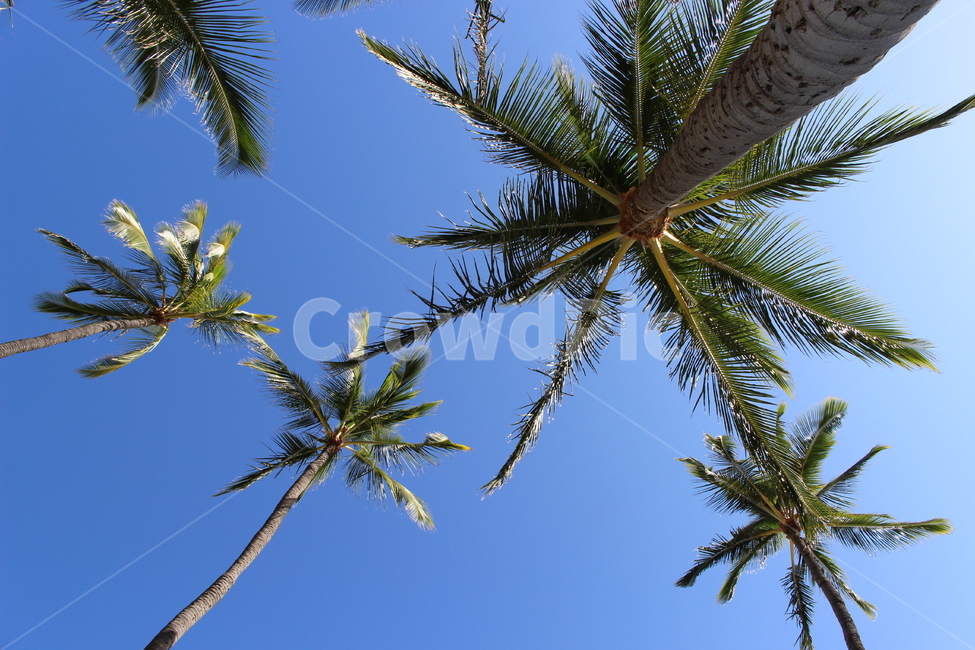 야자수,나무,palmtree,tree,plant,여름,summer,식물,하와이,하늘,blue,sky,그룹,group