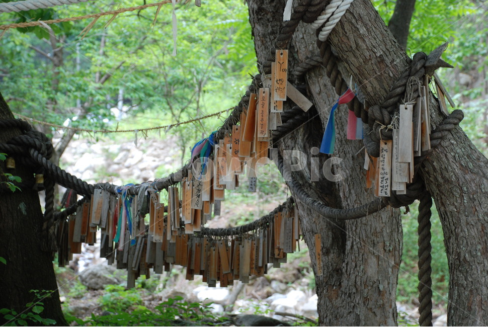 기원,소원,소원목,나무,샤머니즘,종교,신앙,religion,belief,faith